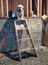 Mikey on ladder.jpg (33988 bytes)